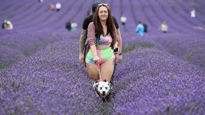 In pics | Lavender field in Britain draw selfie-seeking visitors