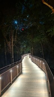 A Night Walk On Mumbai's New Nature Trail