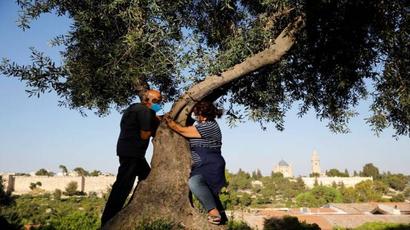 Hugging a tree in Israel to beat the coronavirus blues