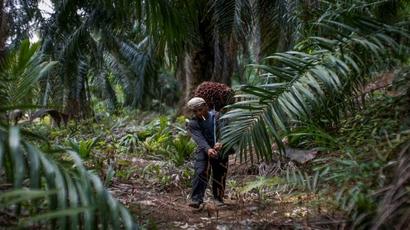Crude palm oil futures touches fresh high of Rs Rs 748.80 per 10 kg