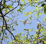 A saga of Jet Air's controversies