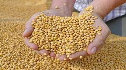 See Guarseed at Rs 4,500/quintal soon as prices shoot up, fundamentals strong