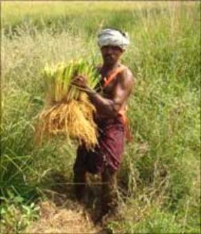 Farm sector grows 2.4% in Q1