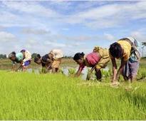 ASEAN FTA:  Good or bad for Indian farmers?