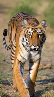 9 Winter-perfect National Parks In India